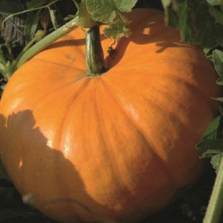 Actif naturel Huile de pépins de courge